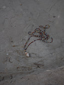 Collana Corallina