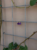 Loopie Hoops